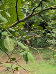 Capparis sepiaria, photograph (c) Ravuri Krishna Chaitanya, some rights reserved (CC BY)