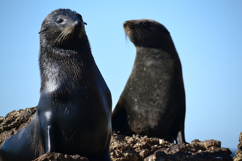 Guadalupe Fur Seal