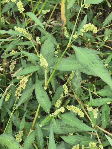pale smartweed