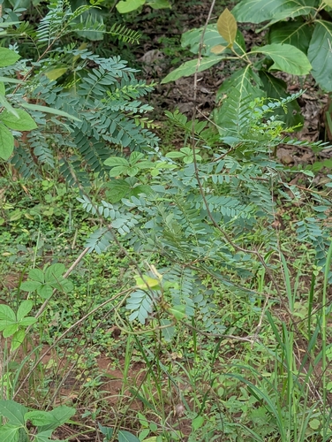 Chloroxylon swietenia, photograph 2