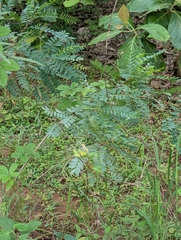 (c) Ravuri Krishna Chaitanya, some rights reserved (CC BY) Chloroxylon swietenia, photograph (c) Ravuri Krishna Chaitanya, some rights reserved (CC BY)
