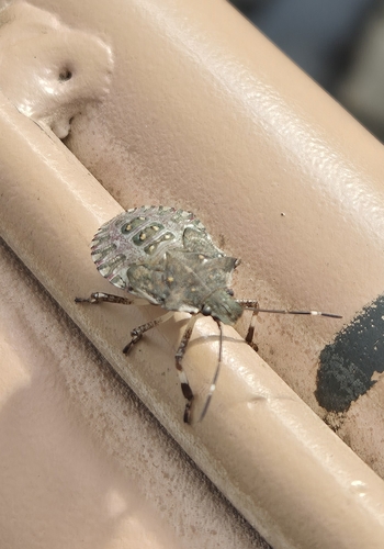 Brown Marmorated Stink Bug, Nieuw-Lekkerland, 2957 CP Nieuw-Lekkerland, Netherlands, photo 7 of 10