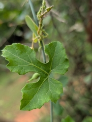 Corallocarpus epigaeus, photograph Ravuri Krishna Chaitanya, CC BY, iNaturalist via GBIF