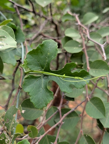 Corallocarpus epigaeus, photograph 3