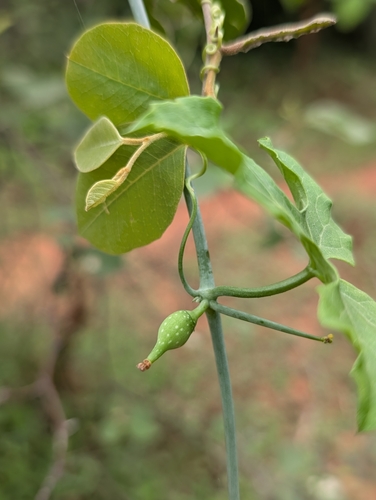 Corallocarpus epigaeus, photograph 4