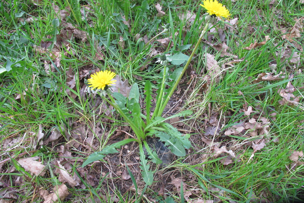 green dandelion