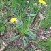 Green Dandelion - Photo (c) snedergaard, some rights reserved (CC BY-NC), uploaded by snedergaard