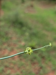 Corallocarpus epigaeus, photograph Ravuri Krishna Chaitanya, CC BY, iNaturalist via GBIF