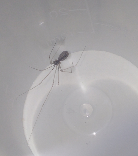 Pholcus zichyi