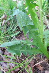 Taraxacum alatum