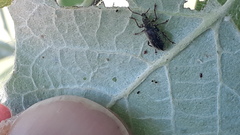 Phyllobius betulinus