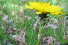 Taraxacum alatum
