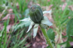 Taraxacum alatum
