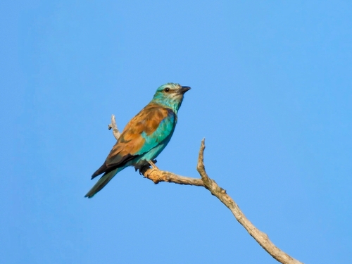 European Roller