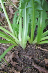 Taraxacum alatum