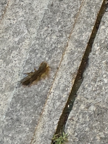 Oriental Mole Cricket