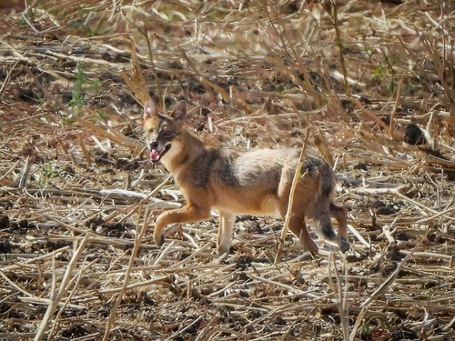 Golden Jackal