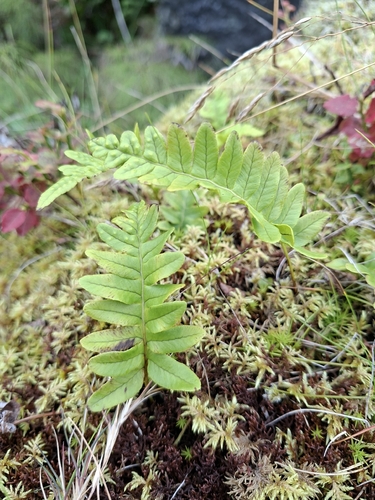common polypody