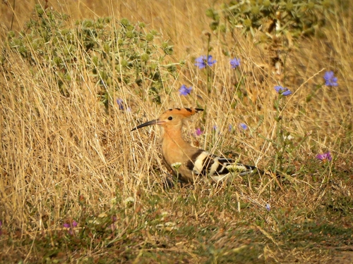 Common Hoopoe