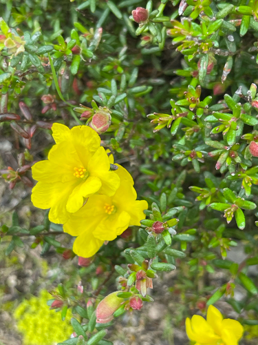 Silky Guinea-flower