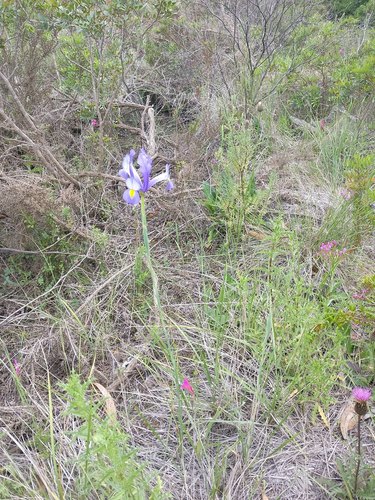 Spanish iris (Iris xiphium)