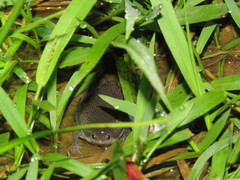 Elachistocleis ovalis