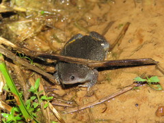 Elachistocleis ovalis