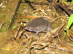 Elachistocleis ovalis