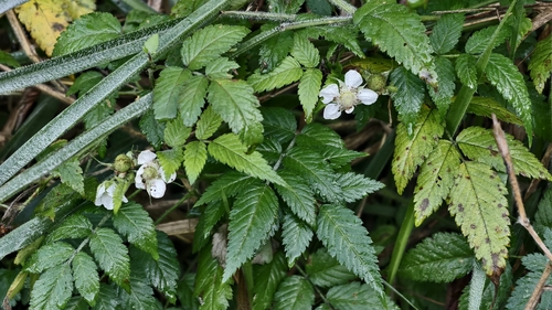 roseleaf bramble