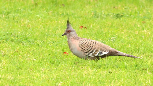 Crested Pigeon