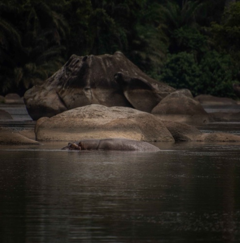 Common Hippopotamus