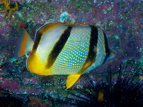 Chaetodon hoefleri observed 2026-01-17