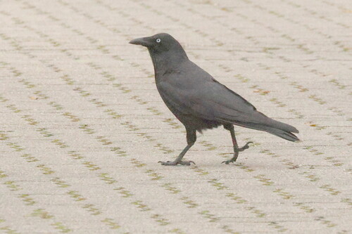 Little Raven