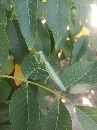 Transcaucasian Giant Mantis