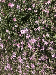 Gypsophila repens