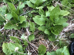 Poa alsodes