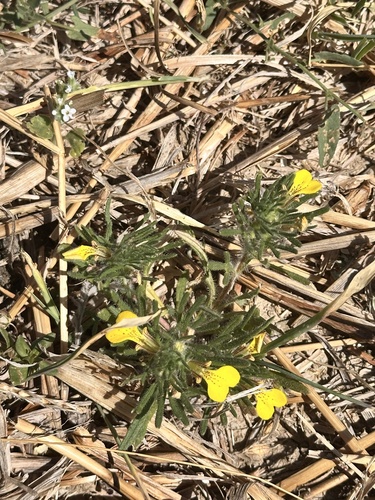 Ground-pine