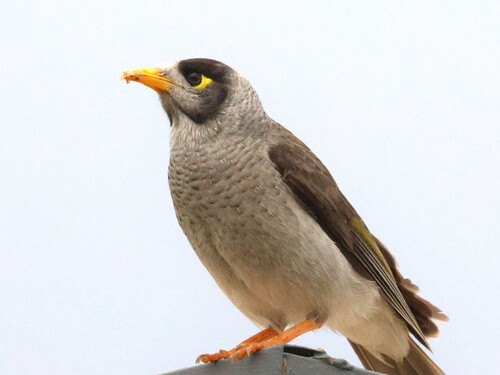 Noisy Miner