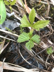 Rubus pubescens