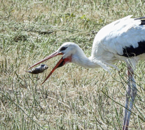 European White Stork