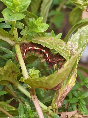 Knot Grass Moth