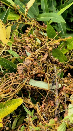 Cuscuta lupuliformis
