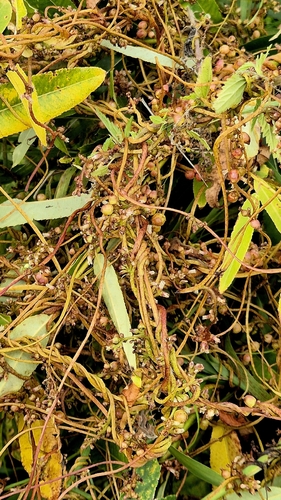 Cuscuta lupuliformis, photograph 2