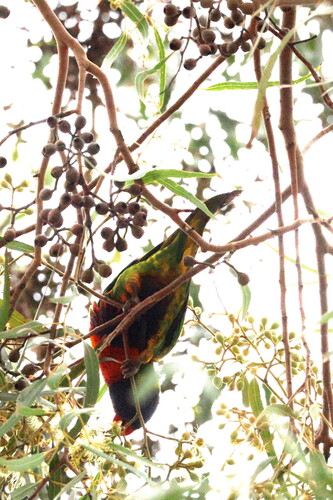 Rainbow Lorikeet