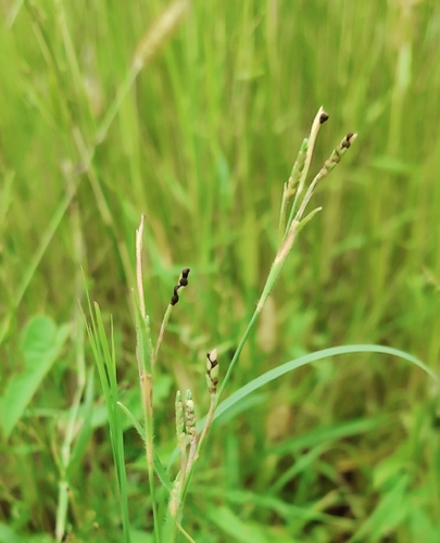 Hackelochloa granularis observed 2026-08-15