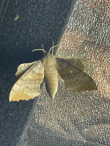 Poplar Hawkmoth