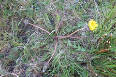 Taraxacum hamatum