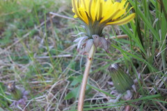 Taraxacum hamatum
