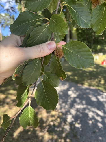 European beech