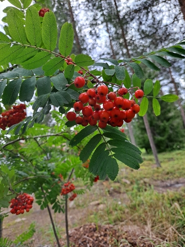 European mountain ash